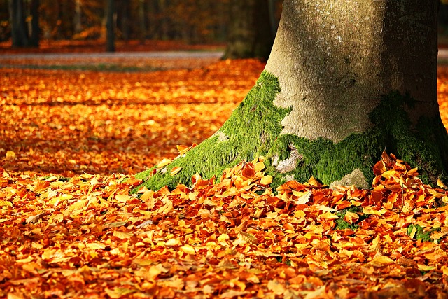 autumn-1913485-640